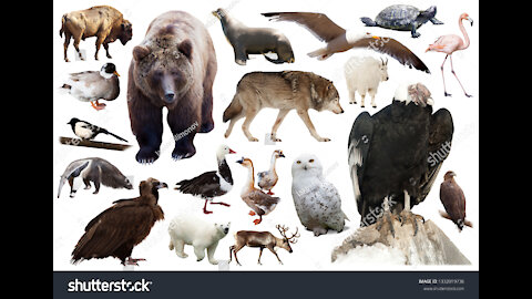 Wildlife of America