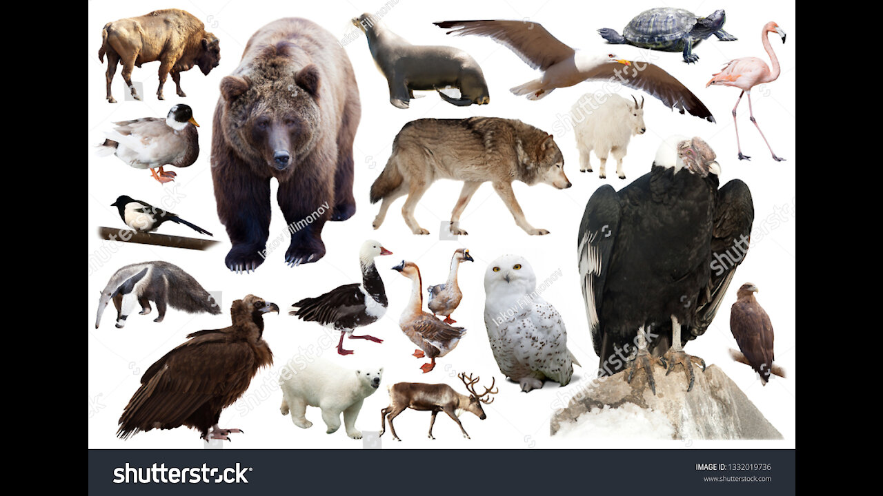 Wildlife of America