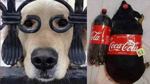 Best Dogs And Cats Videos 😺😍 - Funny Animal Videos 2022 😂