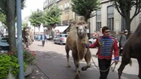 Incredible Animal Parade!