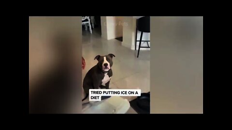 Funny Dog's and Cat's reaction compilation - Amazing animal videos