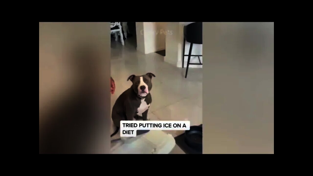 Funny Dog's and Cat's reaction compilation - Amazing animal videos