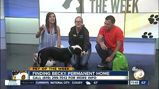 Pet of the Week: Becky