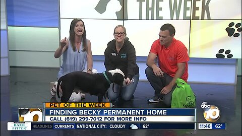 Pet of the Week: Becky