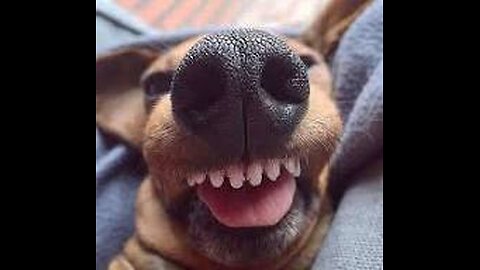 Best Funny Animal Videos of February 2024