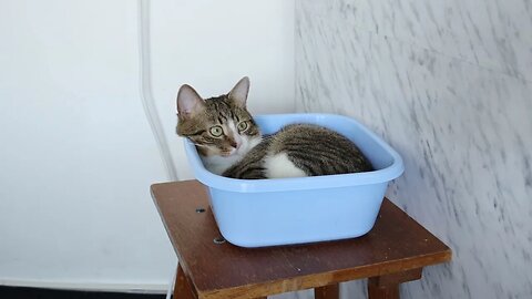Funny Cat Sleeps in a Basin