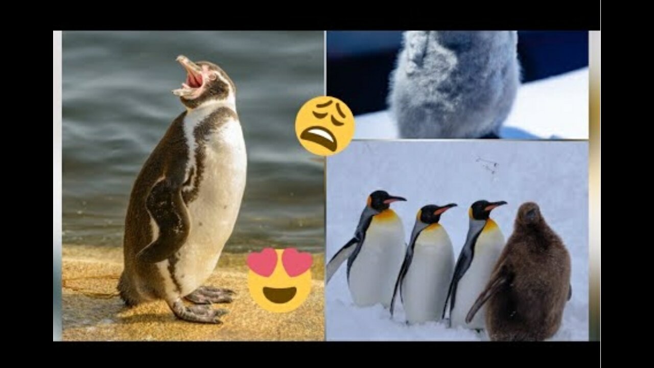 #cutepenguine #love #funny 😜! Try not to love these birds !