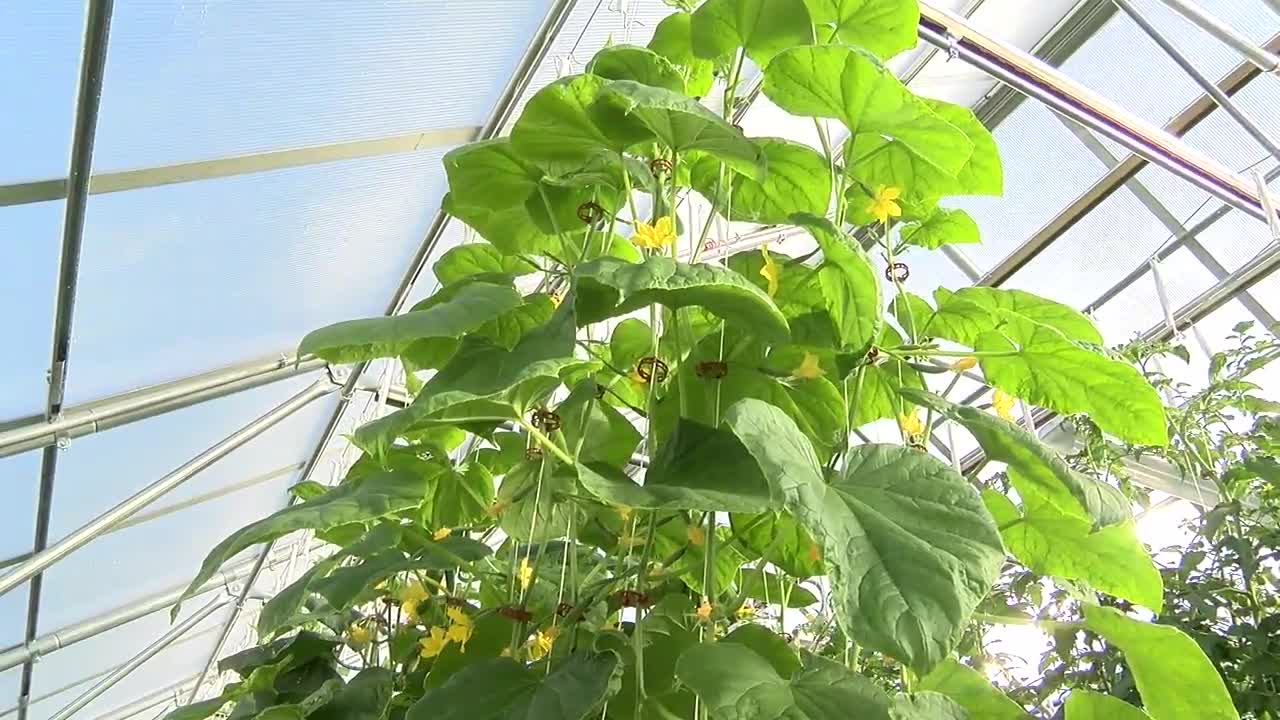 UA rooftop greenhouse helps feed students in need