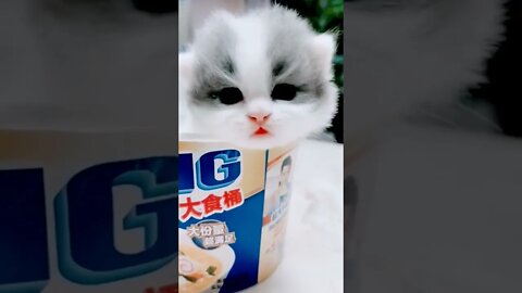 Anak kucing viral , kecil kecil suka marah 🥰#short #kucinglucu #kucingmeong #kucingmenyanyi
