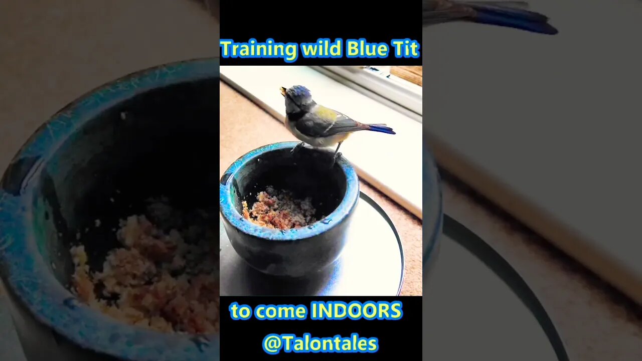 🥜Enticing wild Blue Tit to come indoors🐦🥜