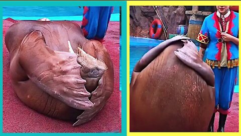 Big seal fun exercise