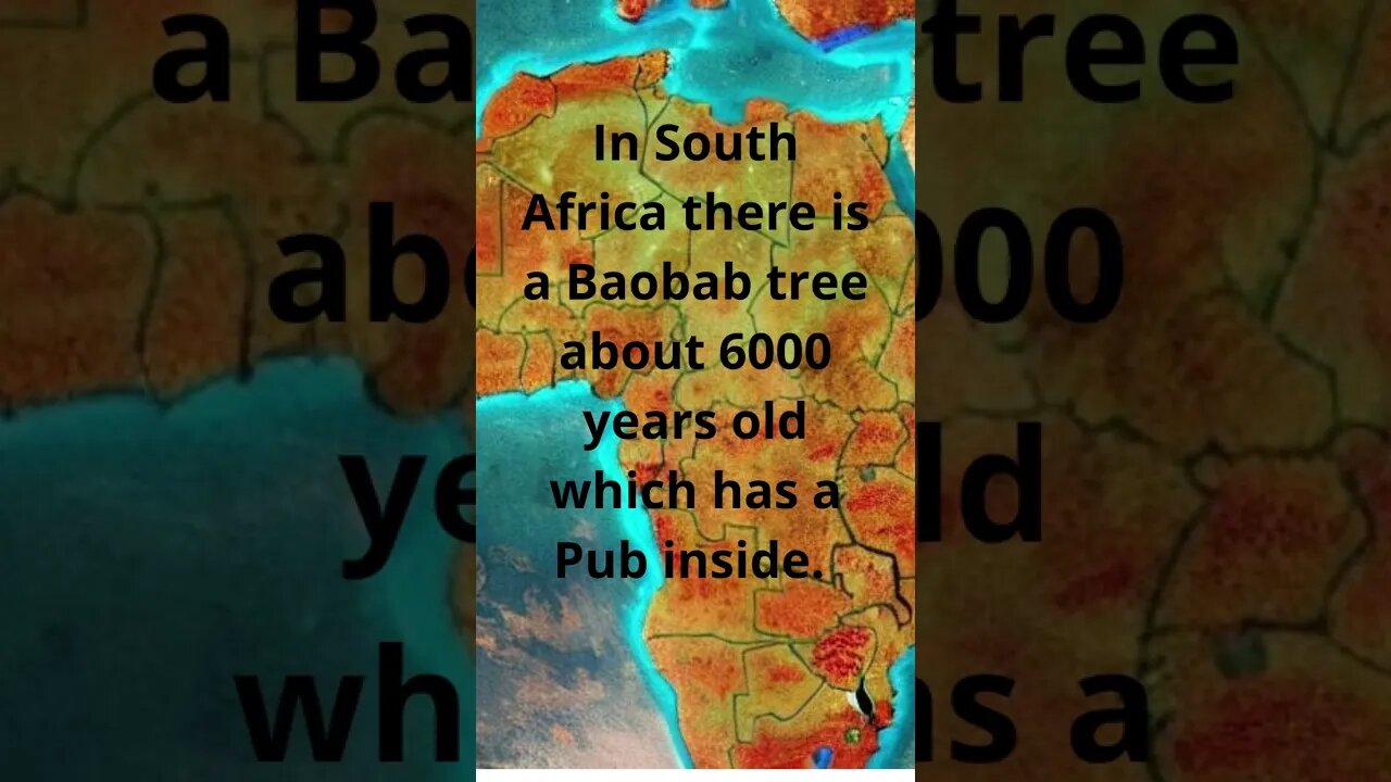 In South Africa there is a Baobab tree about 6000 years old which has a Pub inside #shorts