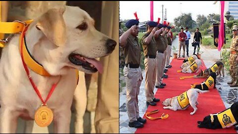 CICF demonstration of dog squad, best Dog training academy