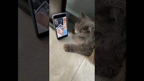 top funny cats videos 2022.