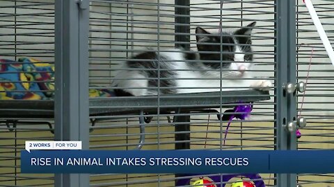 Shelters, rescues stressed with rise in animal intakes & owner-surrenders