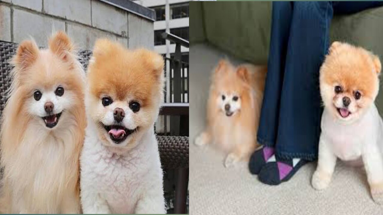 Cute Pet Animals Funny Action, Beutyfull Animals..