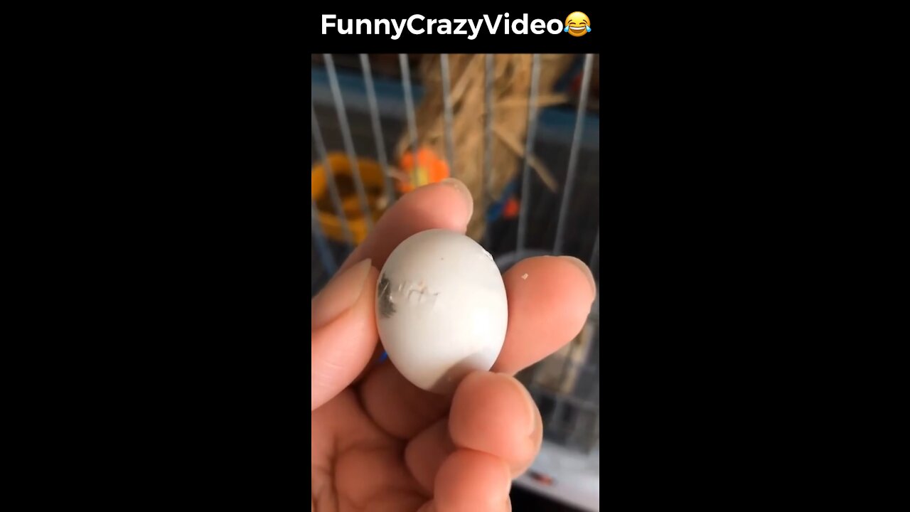 Mr FunnyCrazyVideo😂 Just Incredible Video Funny and Crazy #Like Follow for Follow 🥰