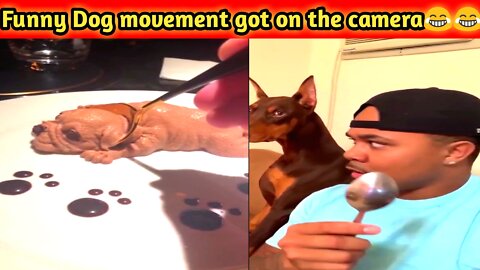 Funny Dog movement got on the camera😂😂