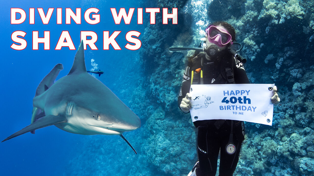 Diving with Sharks on my 40th Birthday in the Red Sea | Egypt Liveaboard (Part 2)