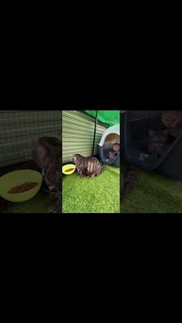 Puddy Cats Eat and Enjoy a Lovely View