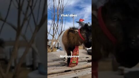 Floki does not approve #goats #fun #goats #pets #farmlife