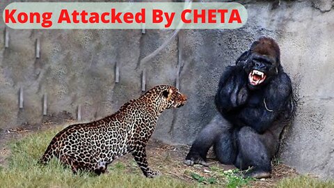 30 Times Animals Messed With The Wrong Opponent