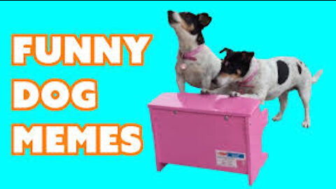 Try not to laugh funny pet memes