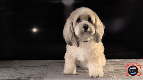 dog deserves an Oscar for a sad scene.
