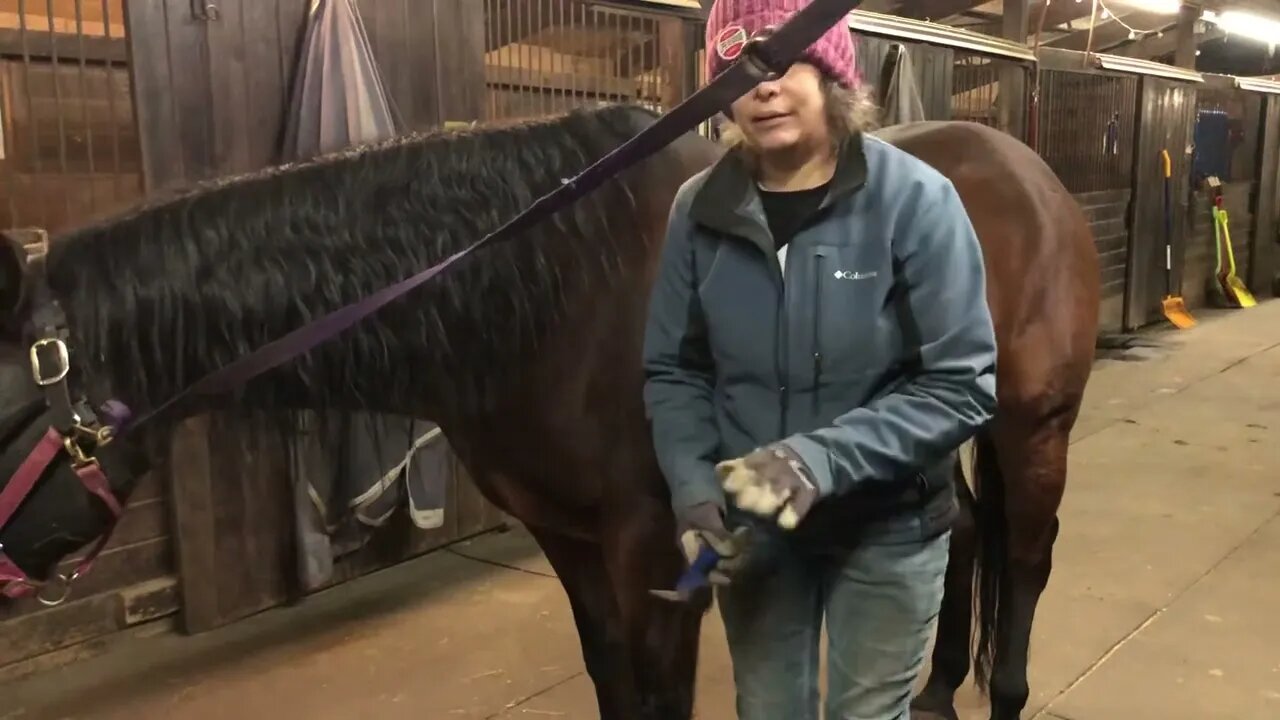 Soaking abscess hoof (Junior Mif)