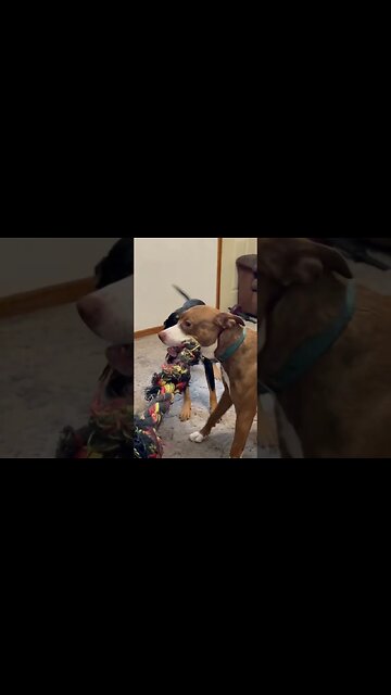 Teaching the pup. How to play tug of war.