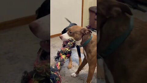 Teaching the pup. How to play tug of war.