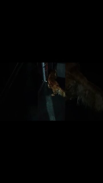 #dogdhow, #animals, #dog, #shorts