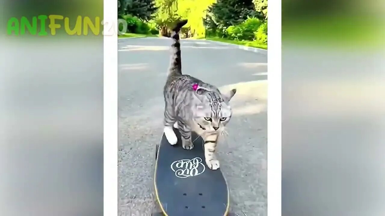 best funniest animal videos 2023🤣 funny cat videos😹 funny dogs videos🐶