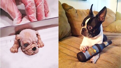SEE what these PETS do is to die LAUGHING