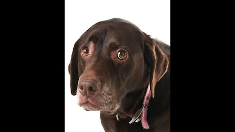 The most intelligent Dog in the World.