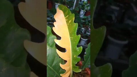 akhir nya RING OF FIRE nya keluar juga warna nya...