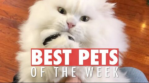 Best Pets of the Week | Funny Pet Videos 2020