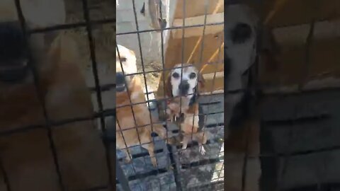 Australian Red Heeler, Horses + more