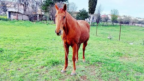Γιώργος Γεωργίου - Είμαι άλογο στον Alpha 98.9 (16/01/2023)