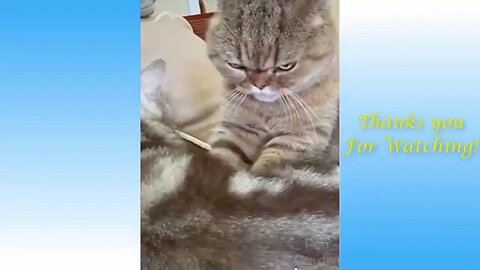 Best Funny Animal Videos of the year 2024, funniest animals ever relax with cute animals video