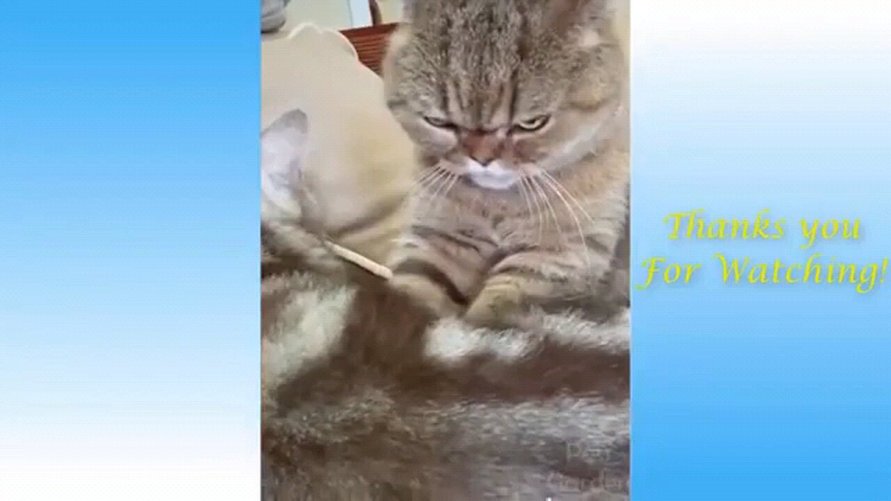 Best Funny Animal Videos of the year 2024, funniest animals ever relax with cute animals video