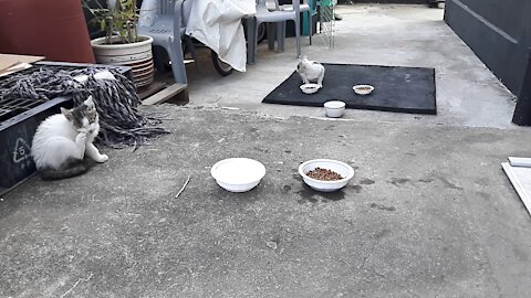 The individual life of the cat, untouched.(46day old cat - part2)