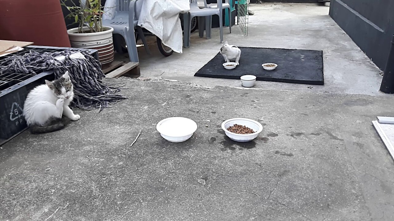 The individual life of the cat, untouched.(46day old cat - part2)
