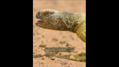 Reptile need temperature to start the day
