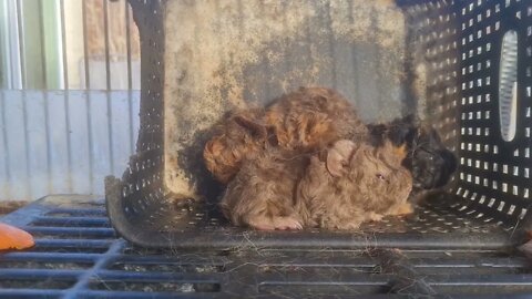 CUTE GUINEA PIGLETS DAY 1 TO 1 WEEK TO 3 WEEKS of age. Baby cavias. Schattig, actief en mooi
