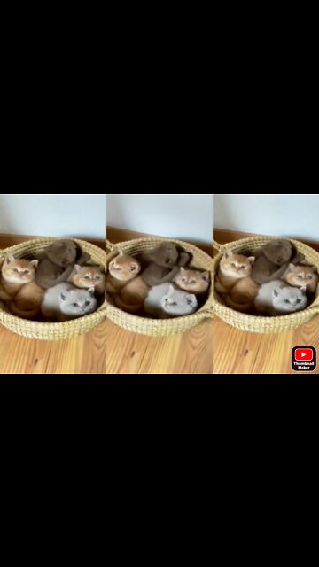 Cat baby's playing under the bucket