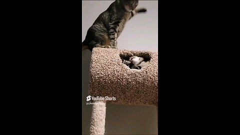 Cats play fighting #tabbycats