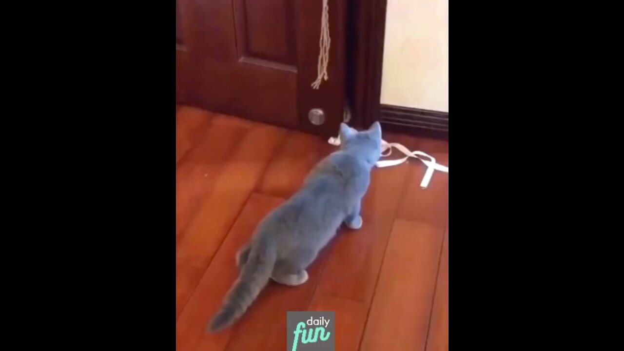 How does a cat react to a tiger?
