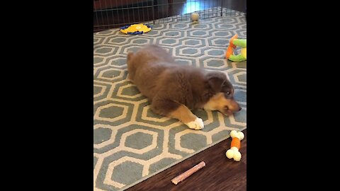 Australian Shepherd puppy takes on ice cube