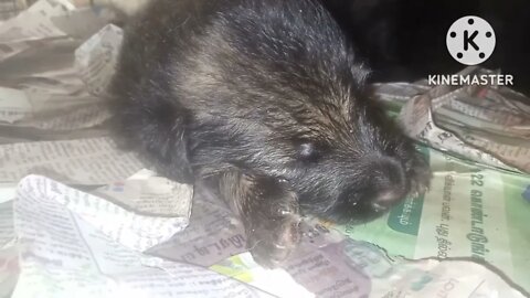 Today pet only German Shepherd puppy food, deworming